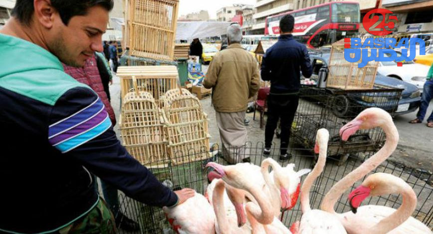 شملت سوق الغزل .. وزارة البيئة تشن حملة لمصادرة الطيور والحيوانات المهددة بالانقراض