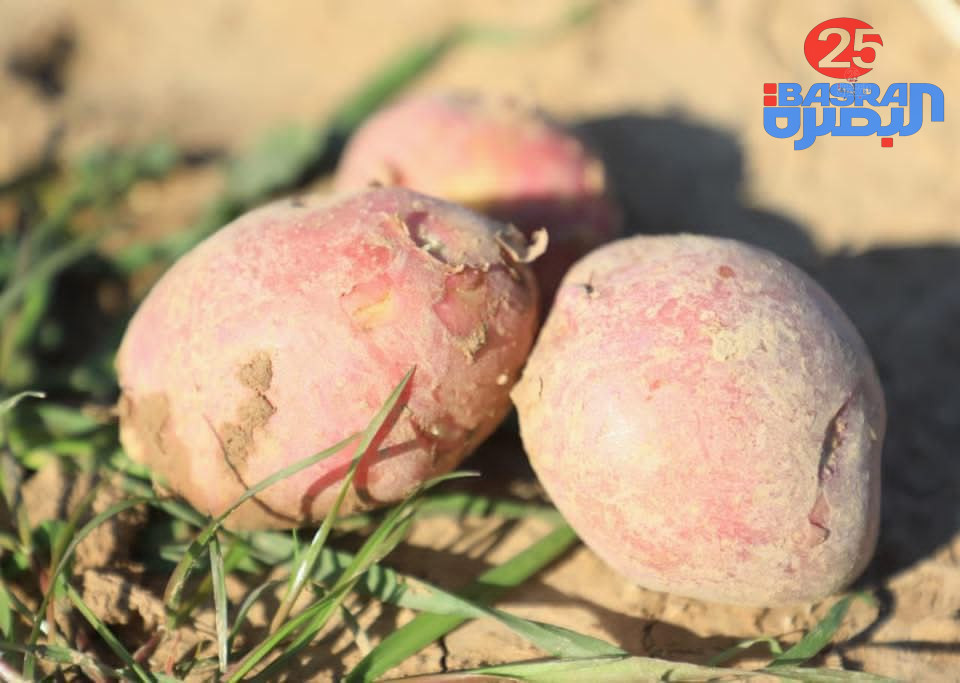 وزارة الزراعة: ديالى تسجل وفرة وجودة عالية في إنتاج البطاطا منخفضة السكريات والمنتج صالح للتعاقد مع مصانع الشيبس والاستهلاك المنزلي.